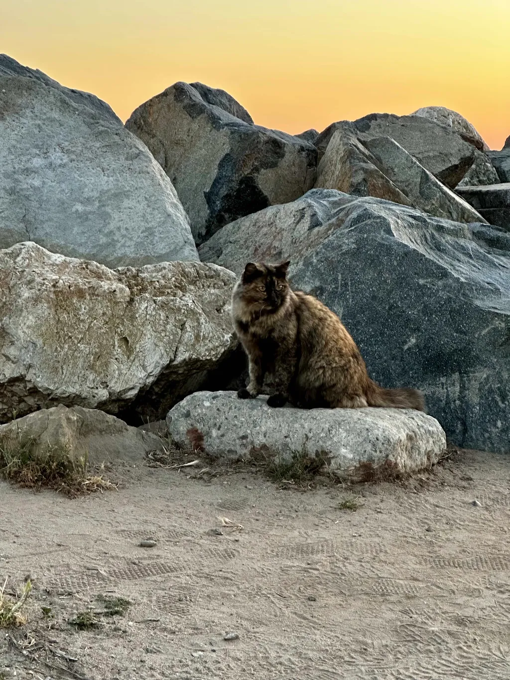 Original Cat Beach