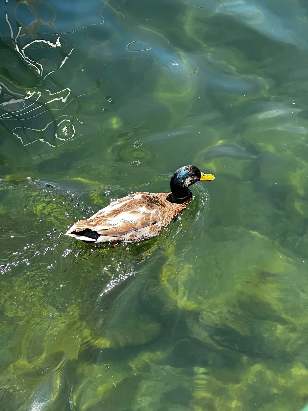 Original Duck