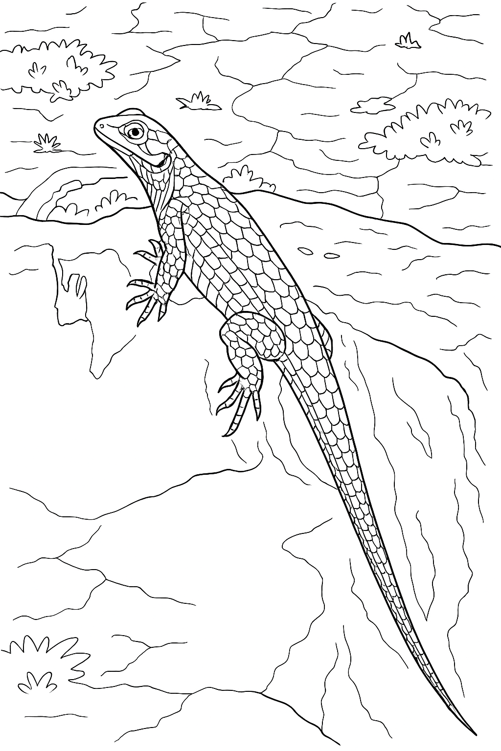 Coloring page of Lizard