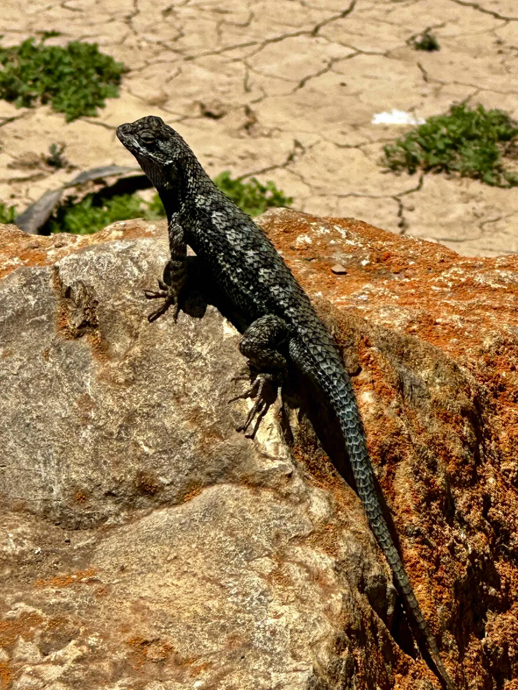 Original Lizard