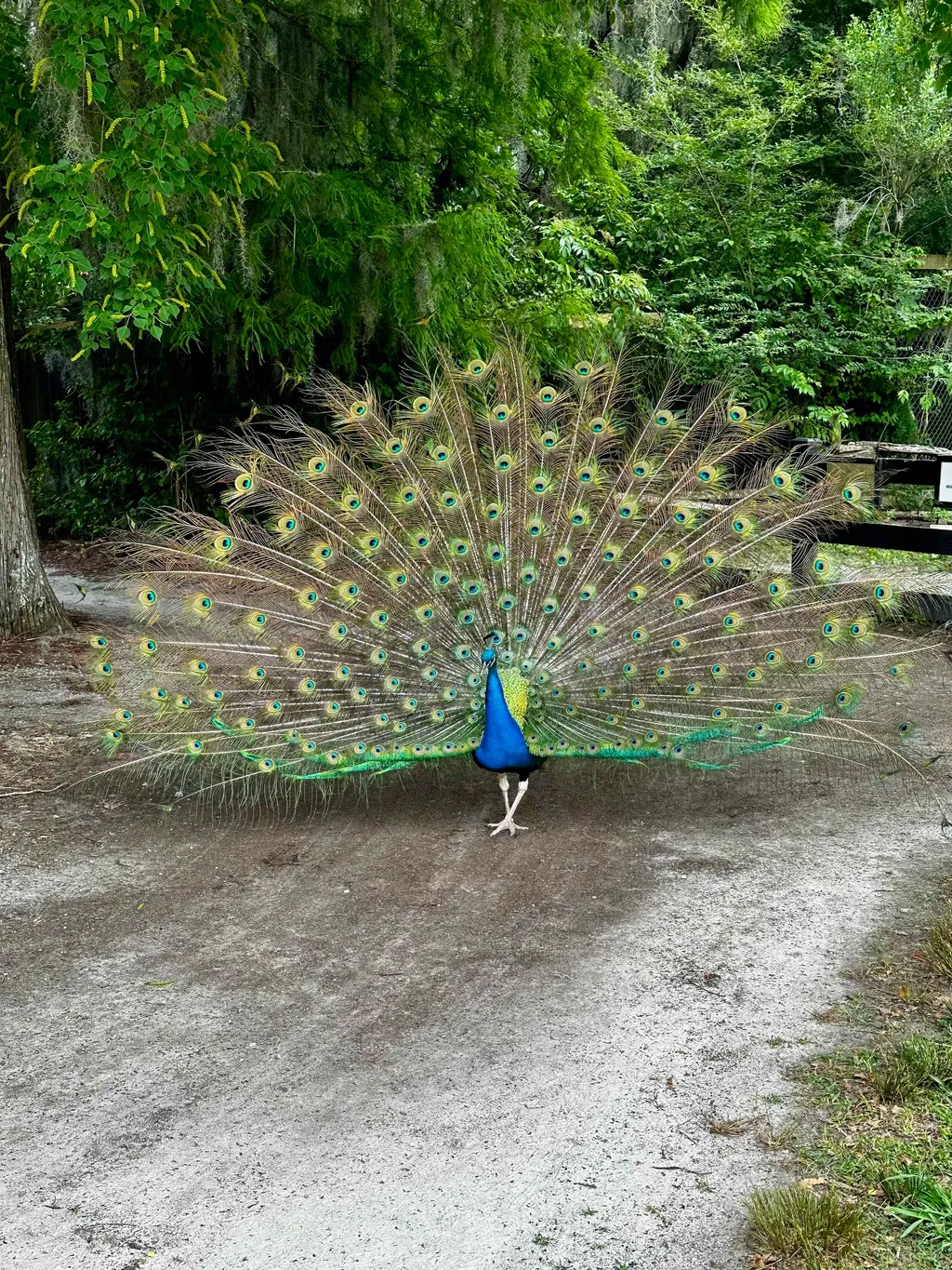Original Peacock
