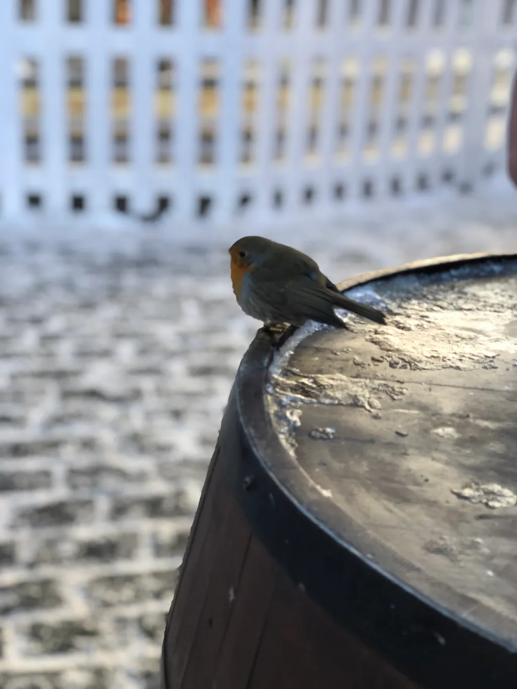 Original Robin Bird