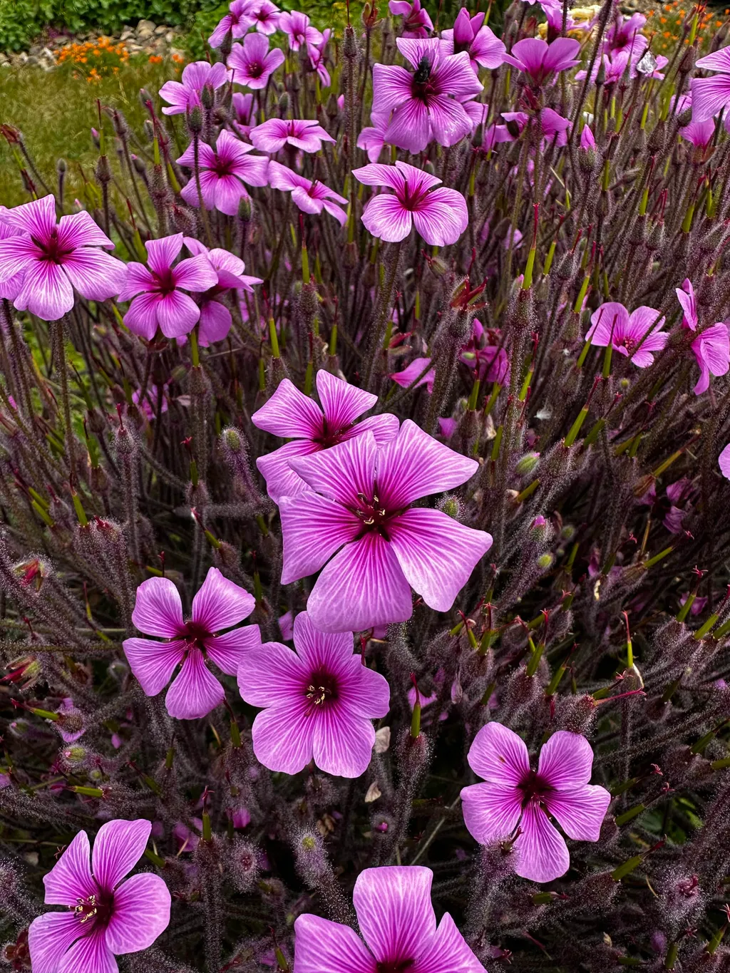 Original Alcatraz Madiera Cranesbill