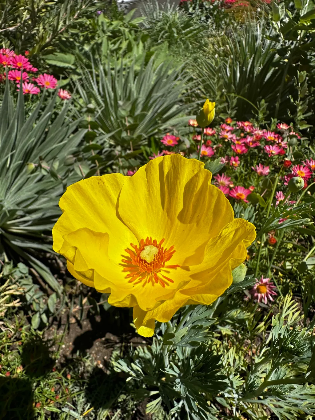 Original Getty California Poppy