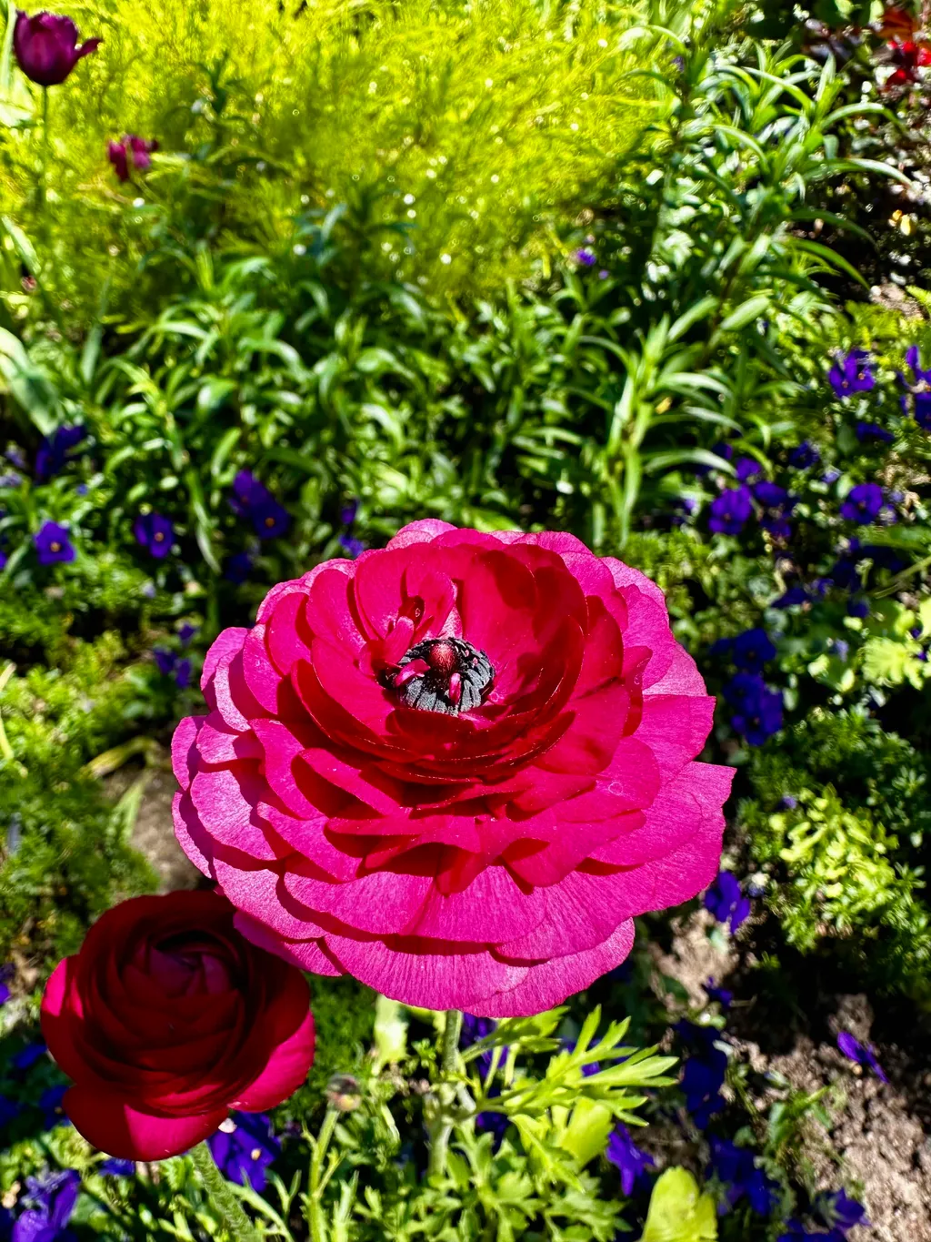 Original Getty Ranunculus Asiaticus